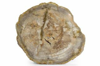 Polished Petrified Wood (Araucaria) Round - Madagascar #358041