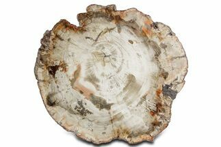 Polished Petrified Wood (Araucaria) Round - Madagascar #358043
