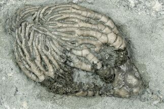 Fossil Crinoid (Cyathocrinites) - Crawfordsville, Indiana #358137