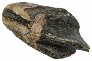 Fossil Triceratops Tooth with Partial Root - Wyoming #358157