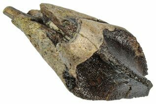 Triceratops Teeth For Sale