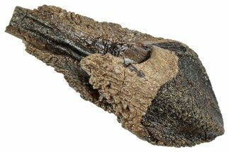 Fossil Triceratops Tooth with Partial Root - Wyoming #358160