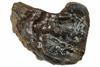 Fossil Triceratops Shed Tooth - Wyoming #358163