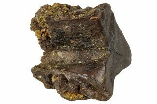 Fossil Triceratops Shed Tooth - Wyoming #358170