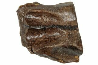 Fossil Triceratops Shed Tooth - Wyoming #358171