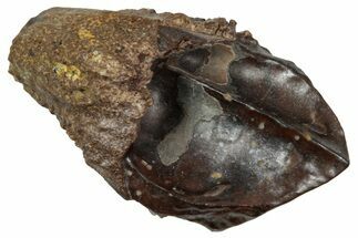 Unworn Dinosaur (Triceratops) Tooth - Wyoming #358175