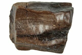 Fossil Triceratops Shed Tooth - Wyoming #358180