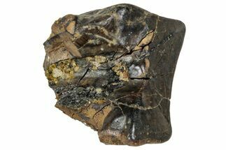 Fossil Triceratops Shed Tooth - Wyoming #358181