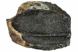 Fossil Triceratops Shed Tooth - Wyoming #358189