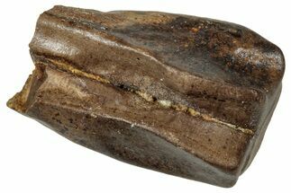 Fossil Triceratops Shed Tooth - Wyoming #358192