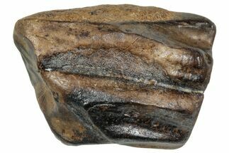 Fossil Triceratops Shed Tooth - Wyoming #358195