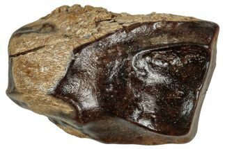 Fossil Triceratops Shed Tooth - Wyoming #358201