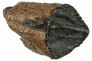 Unworn Sub-Adult Dinosaur (Triceratops) Tooth - Wyoming #358208