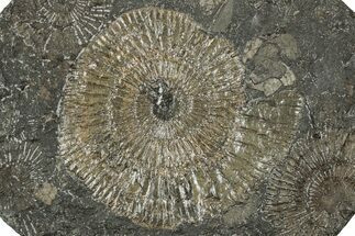 Dactylioceras Ammonite Fossil - Posidonia Shale, Germany #358338