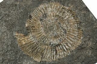 Dactylioceras Ammonite Fossil - Posidonia Shale, Germany #358347