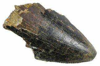 Serrated Fossil Tyrannosaur (T rex) Tooth Tip - Wyoming #358236