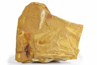 Fossil Seed Fern (Glossopteris) Plate - Australia #358520