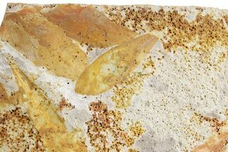 Fossil Seed Fern (Glossopteris) Plate - Australia #358523