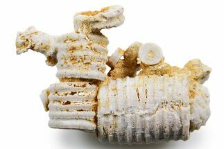 Mississippian Fossil Crinoid Stem Cluster - Kentucky #358647