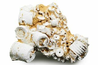 Mississippian Fossil Crinoid Stem Cluster - Kentucky #358723