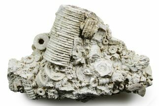 Mississippian Fossil Crinoid Stem Cluster - Kentucky #358728