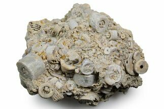 Mississippian Fossil Crinoid Stem Cluster - Kentucky #358732