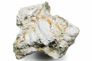 Mississippian Fossil Crinoid Stem & Cephalopod Plate - Kentucky #358733