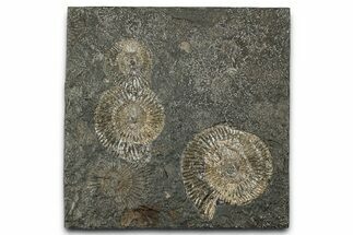 Fossil Ammonite (Dactylioceras) Cluster - Posidonia Shale, Germany #358364