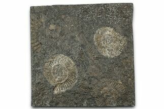 Fossil Ammonite (Dactylioceras) Cluster - Posidonia Shale, Germany #358366