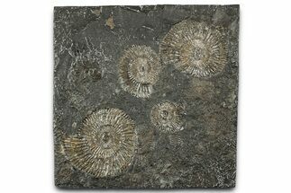 Fossil Ammonite (Dactylioceras) Cluster - Posidonia Shale, Germany #358367