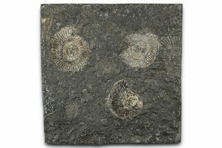 Fossil Ammonite Cluster - Posidonia Shale, Germany #358373