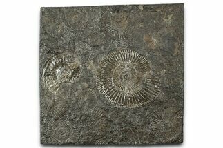 Fossil Ammonite Cluster - Posidonia Shale, Germany #358380