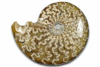 Polished Ammonite (Cleoniceras) Fossil - Madagascar #358447