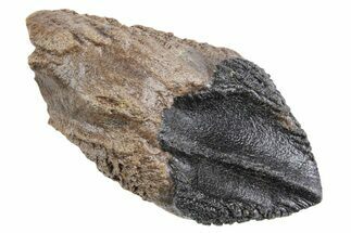 Fossil Triceratops Tooth with Partial Root - Wyoming #358261