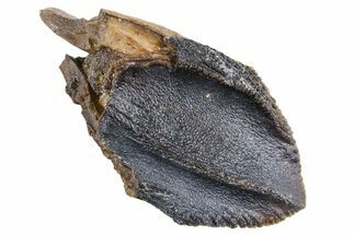 Unworn Fossil Dinosaur (Triceratops) Crown - Wyoming #358266