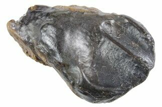 Unworn Fossil Dinosaur (Triceratops) Tooth - Wyoming #358290