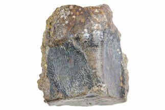 Fossil Hadrosaur (Edmontosaurus) Shed Tooth - Wyoming #358305