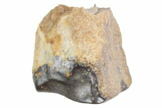 Fossil Triceratops Shed Tooth - Wyoming #358309