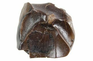 Fossil Triceratops Shed Tooth - Wyoming #358317