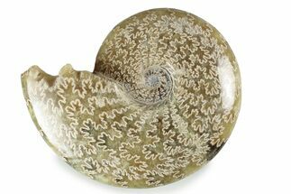 Polished Ammonite (Cleoniceras) Fossil - Madagascar #358456