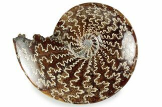 Polished Ammonite (Cleoniceras) Fossil - Madagascar #358458