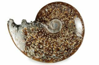 Polished Ammonite (Cleoniceras) Fossil - Madagascar #358462