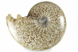 Polished Ammonite (Cleoniceras) Fossil - Madagascar #358463