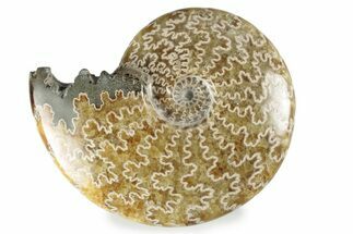 Polished Ammonite (Cleoniceras) Fossil - Madagascar #358464