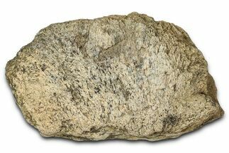 Dinosaur (Triceratops) Frill Shield Section - Montana #347956