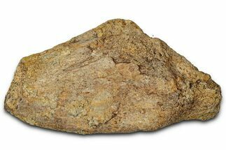 Dinosaur (Triceratops) Frill Shield Section - Montana #347957