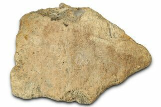 Dinosaur (Triceratops) Frill Shield Section - Montana #347964
