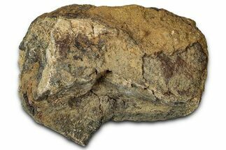 Dinosaur (Triceratops) Frill Shield Section - Montana #347969