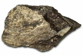 Dinosaur (Triceratops) Frill Shield Section - Montana #347972