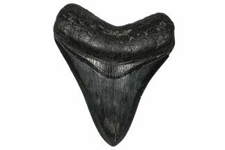 Fossil Megalodon Tooth - South Carolina #356849